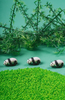Petit Boum, Butelka obserwacyjna – PANDA